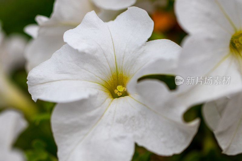 花坛与白色矮牵牛花/图像充满了五颜六色的矮牵牛花(矮牵牛花)的花